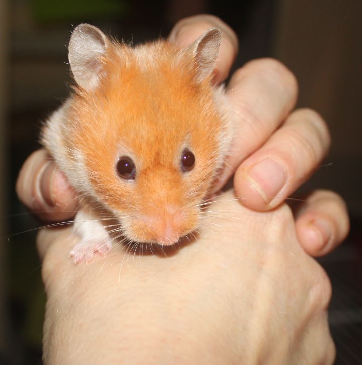 Hamsters syriens  15011612440811652612878618