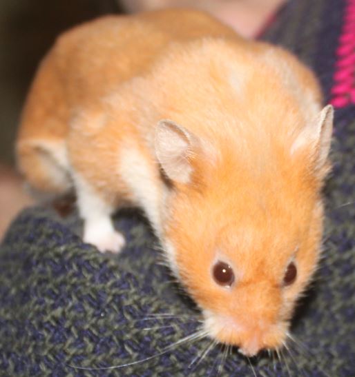 Hamsters syriens  15011612440911652612878619