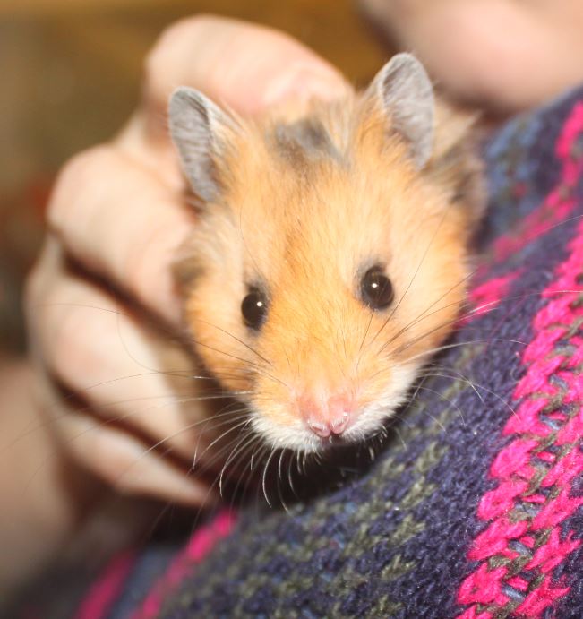 Hamsters syriens  15011612441211652612878623