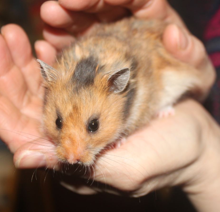 Hamsters syriens  15011612441611652612878626