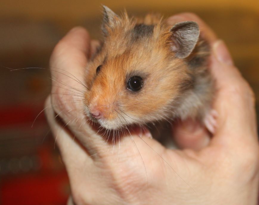 Hamsters syriens  15011612441711652612878627