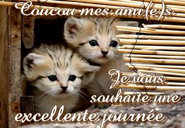 Coucou Excell. journée - Chatons