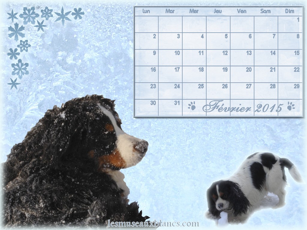 calendrier chien février 2015 