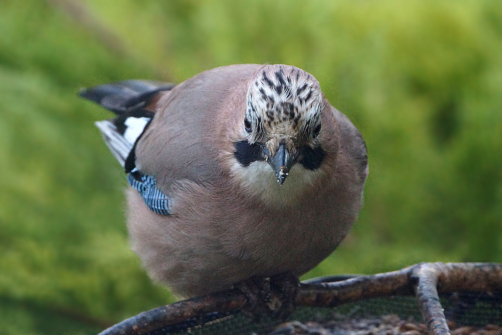 Animaux de mon jardin - JDSC08707