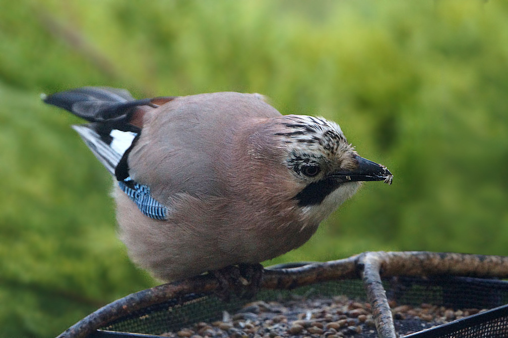 Animaux de mon jardin - JDSC08708