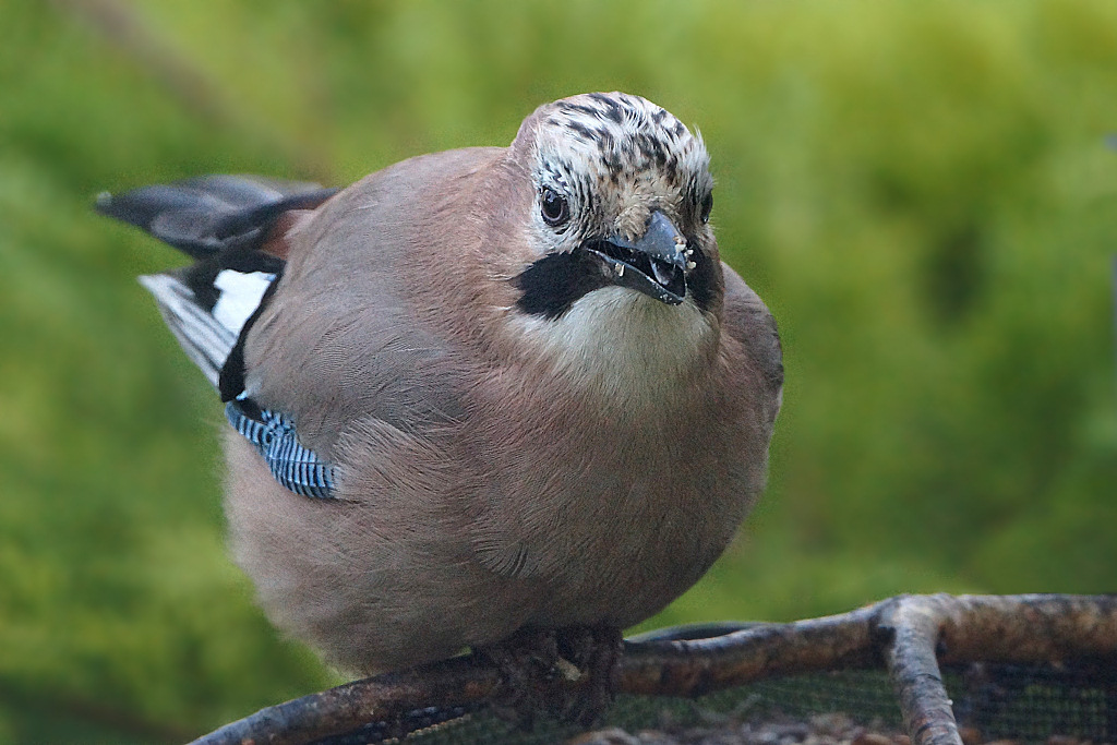 Animaux de mon jardin - JDSC08709