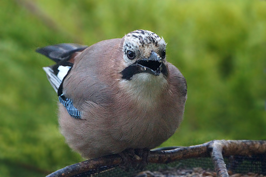 Animaux de mon jardin - JDSC08710