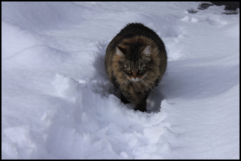 neige janv 2014 0002