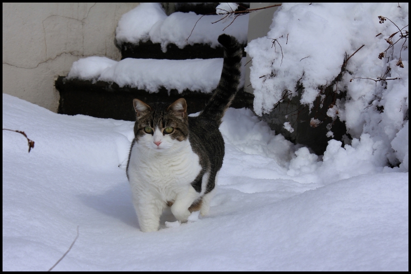 neige janv 2014 0003