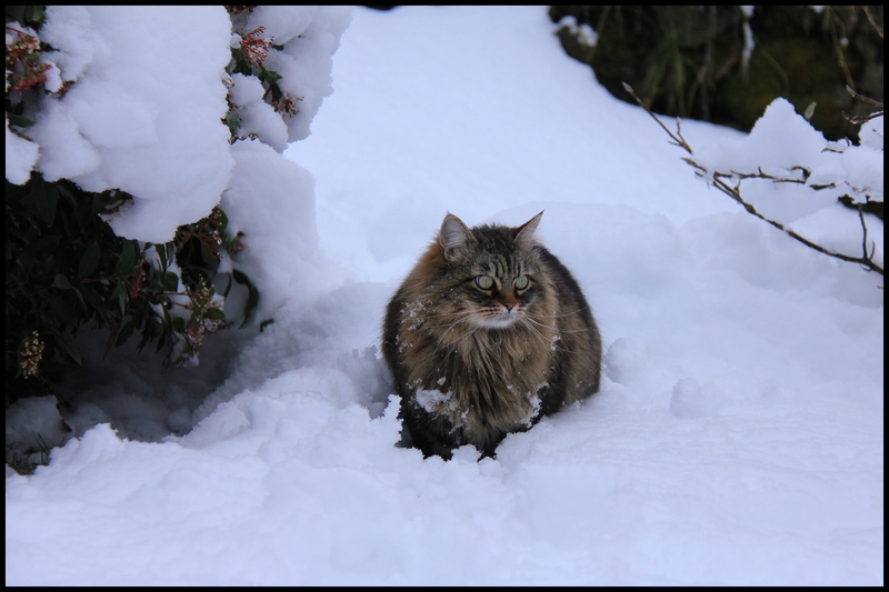 neige janv 2014 0004