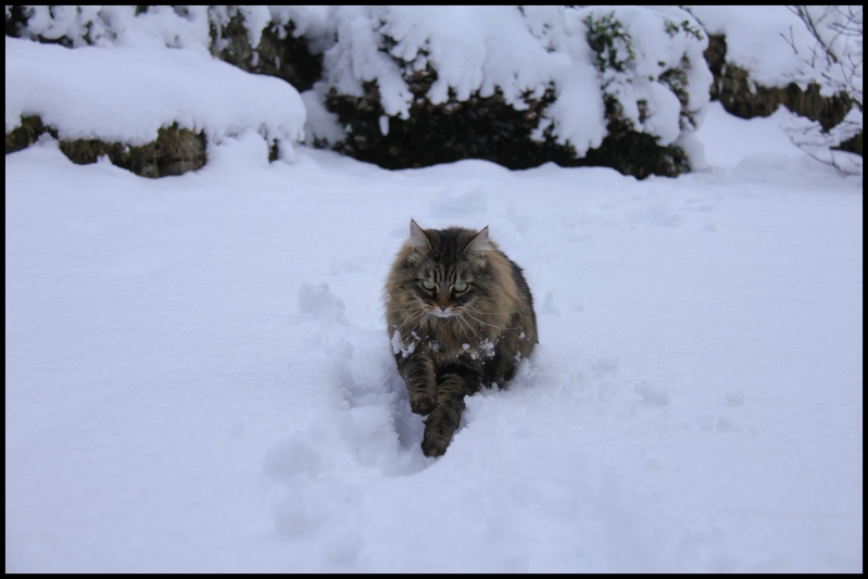 neige janv 2014 0005