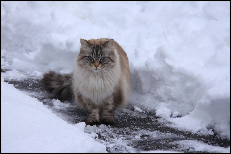 neige janv 2014 0006