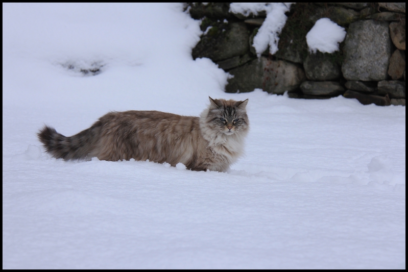 neige janv 2014 0007