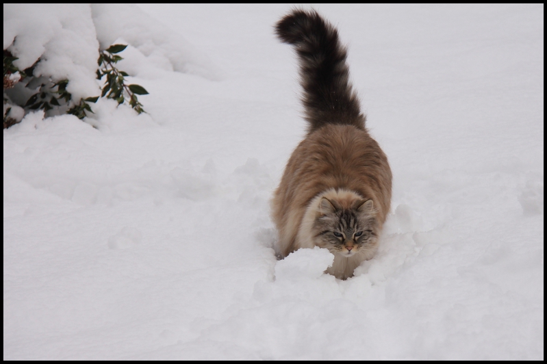 neige janv 2014 0009