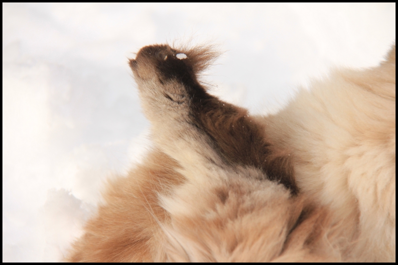 neige janv 2014 0012