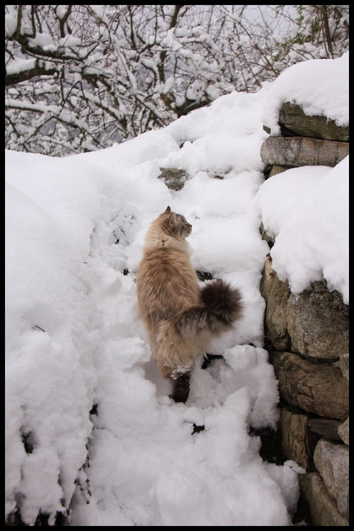 neige janv 2014 0010