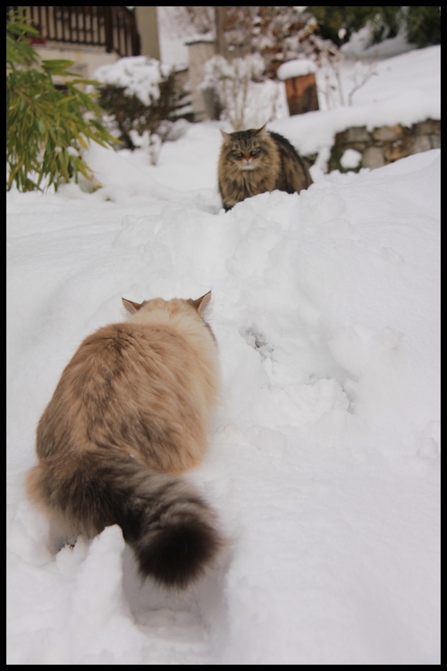 neige janv 2014 0011