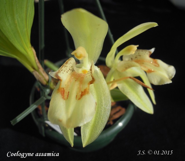 Coelogyne assamica 15020109143811420012926268