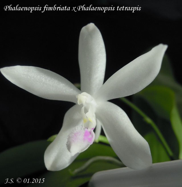 Phalaenopsis Wattebausch (fimbriata x tetraspis) 15020109144011420012926269