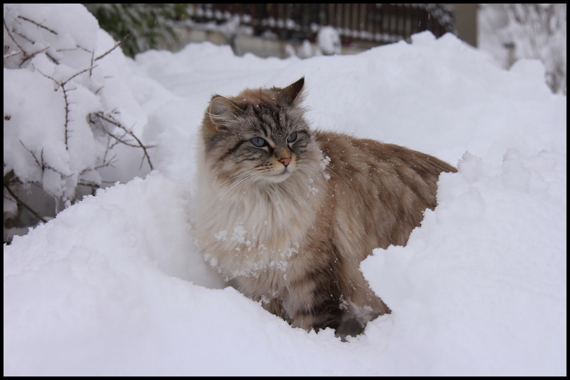 neige janv  b 2014 0001