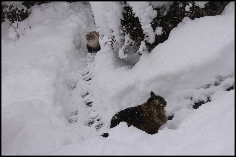 neige janv  b 2014 0003