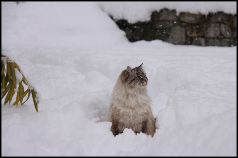 neige janv  b 2014 0005