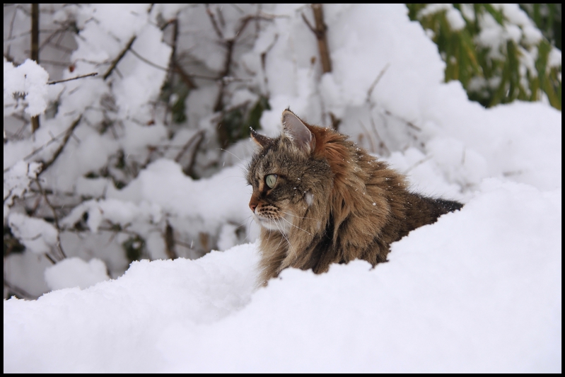 neige janv  b 2014 0008