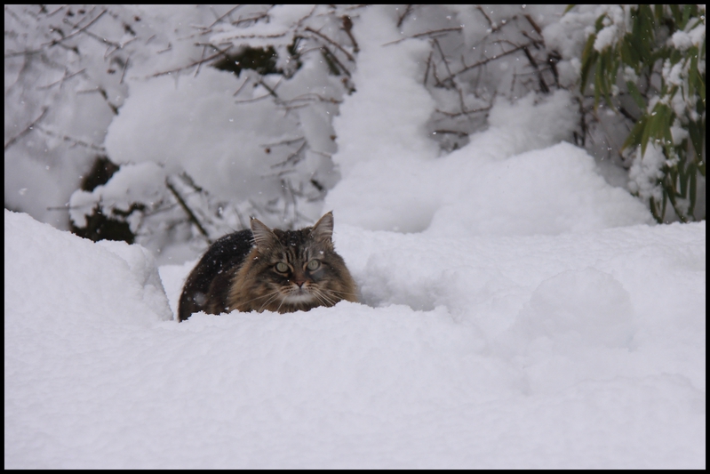 neige janv  b 2014 0010