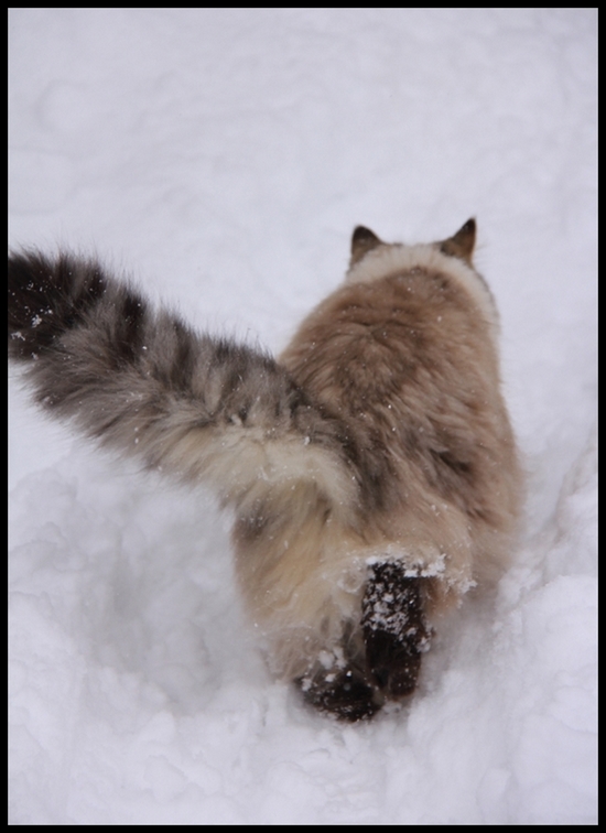 neige janv  b 2014 0002