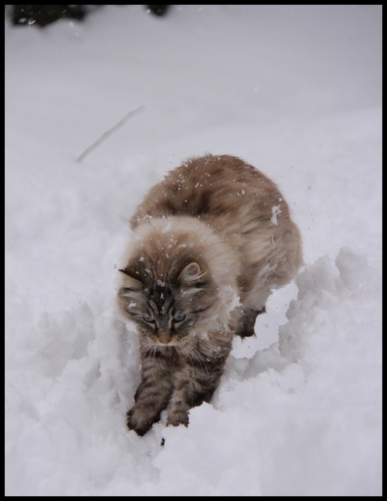 neige janv  b 2014 0007