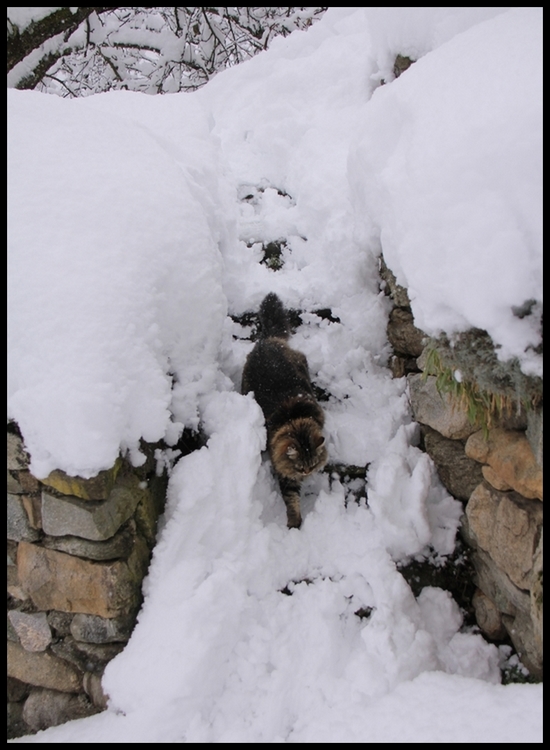 neige janv  b 2014 0009