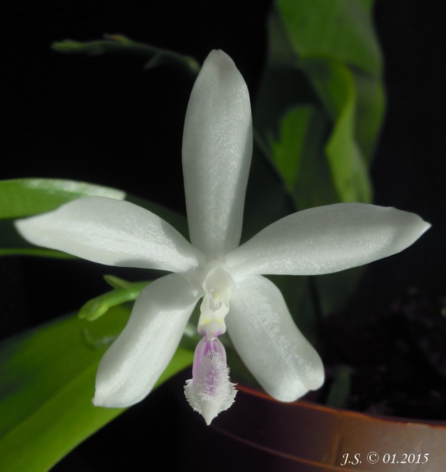 Phalaenopsis Wattebausch (fimbriata x tetraspis) 15020309443011420012931179