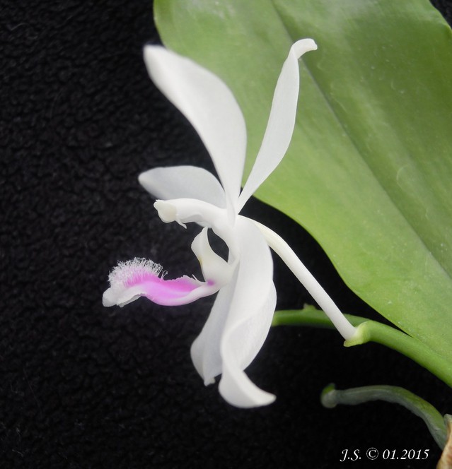 Phalaenopsis Wattebausch (fimbriata x tetraspis) 15020309443211420012931180