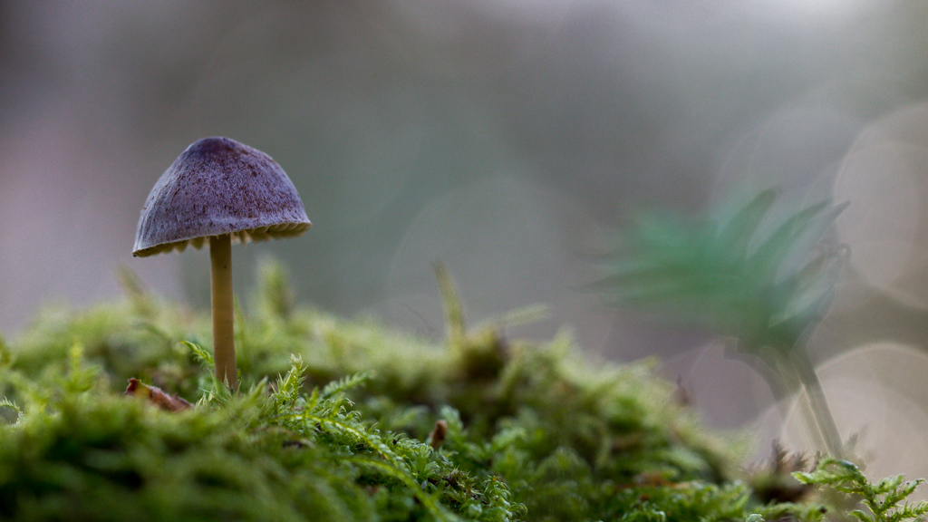 Winter Mushroom