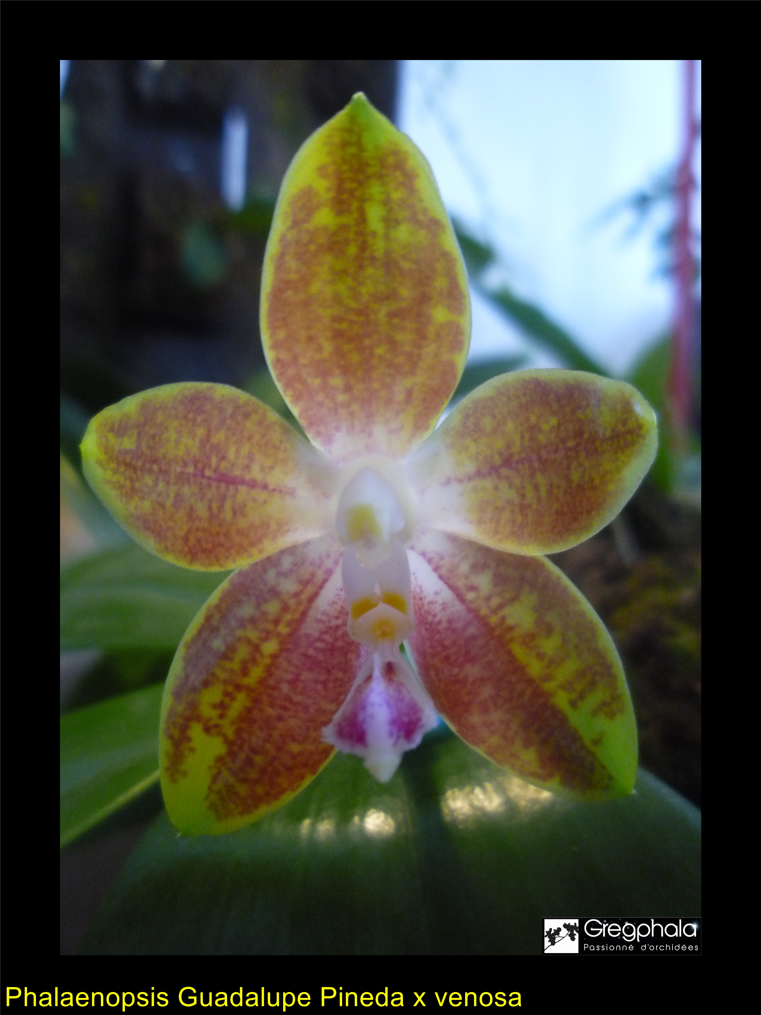 Phalaenopsis Guadalupe Pineda (bellina x amboinensis) x venosa 15020802312417991312943339