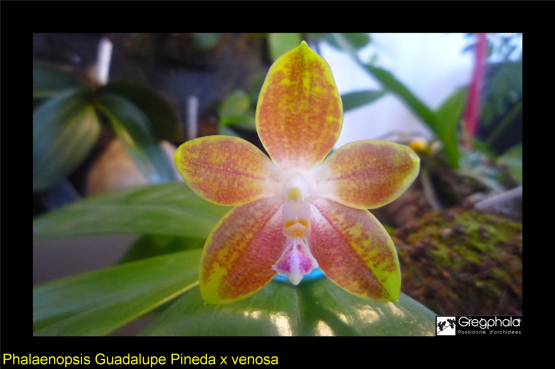 Phalaenopsis Guadalupe Pineda (bellina x amboinensis) x venosa 15020802314817991312943341