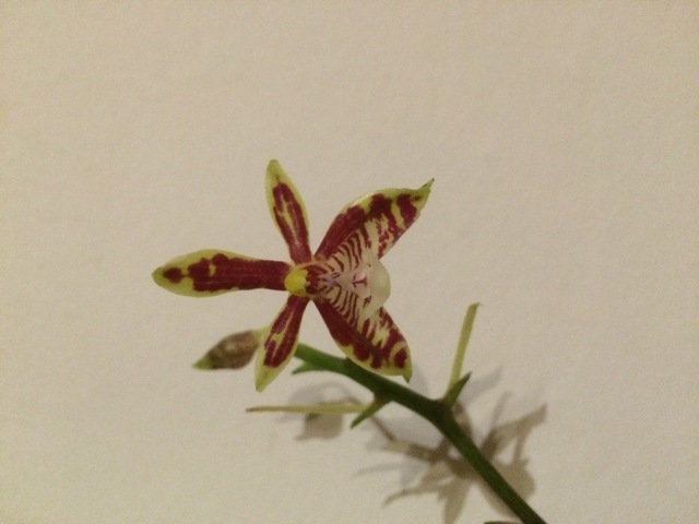Phalaenopsis mannii 15020803350816852212943660
