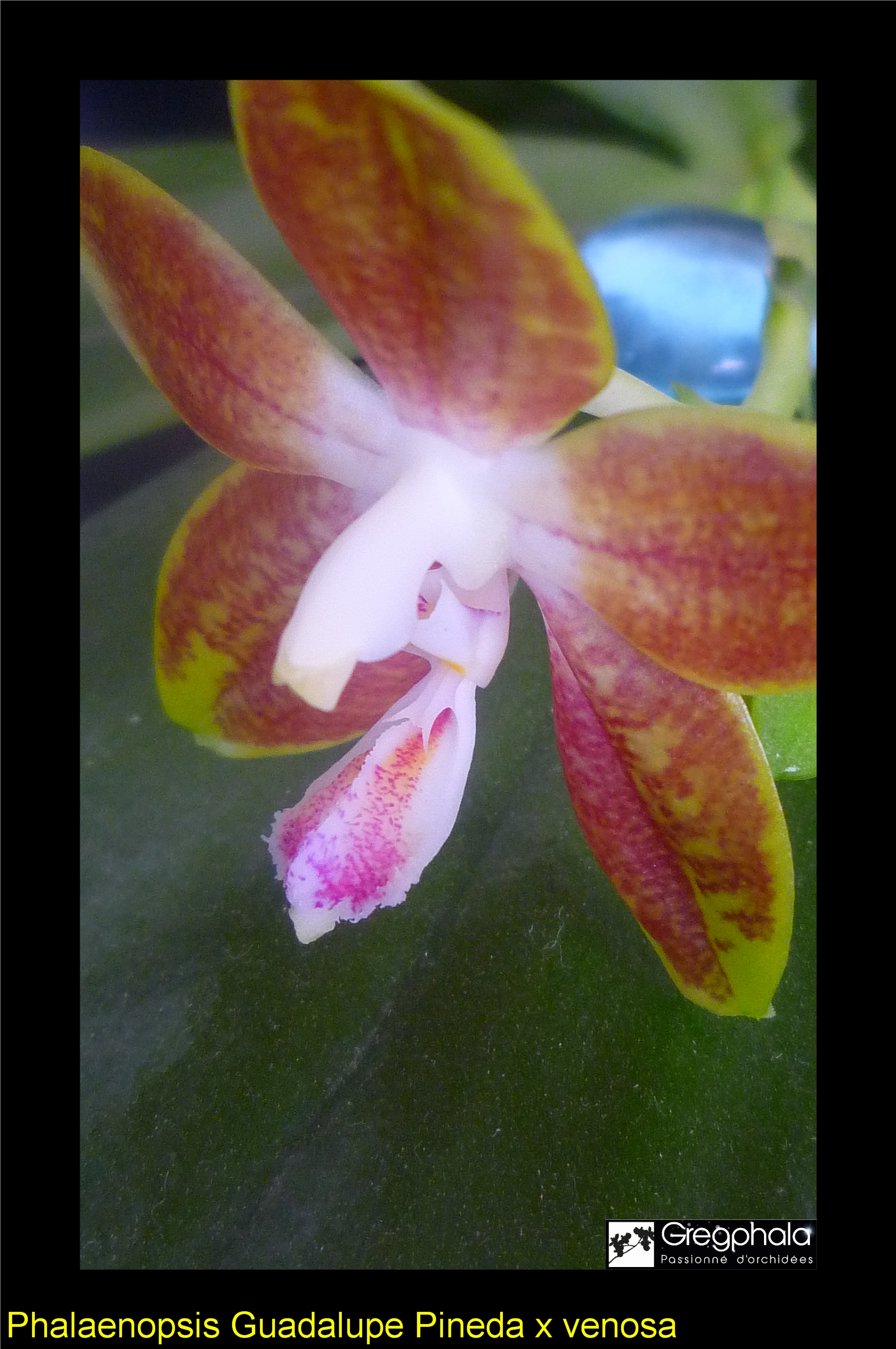 Phalaenopsis Guadalupe Pineda (bellina x amboinensis) x venosa 15021012532517991312949691