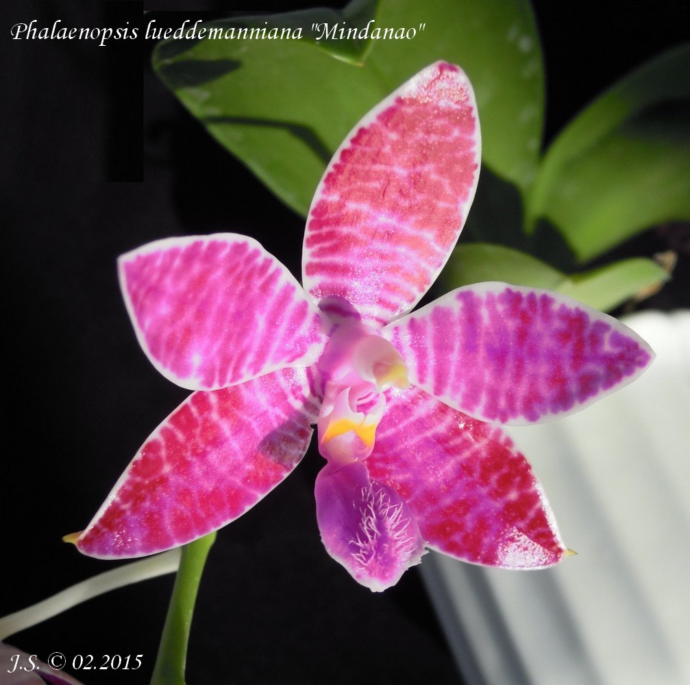 Phalaenopsis lueddemanniana (type Mindanao) 15022408091411420013005708