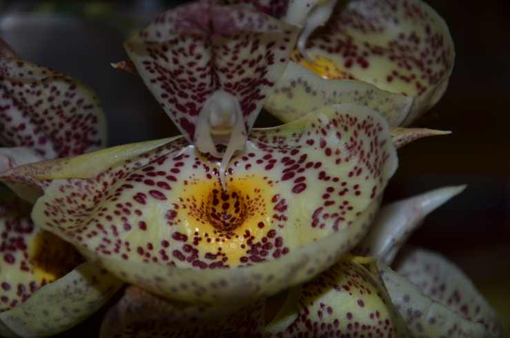 catasetum orchidglade davie ranches janvier4 2015