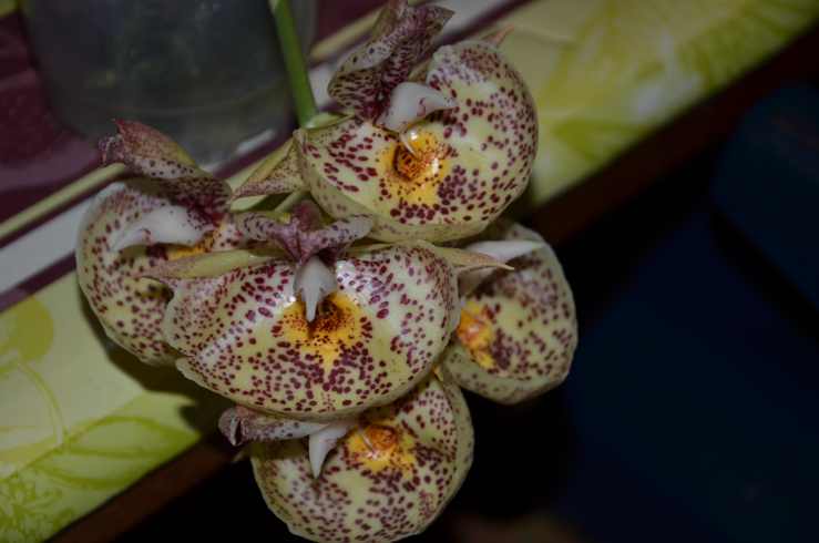 catasetum orchidglade davie ranches janvier5 2015