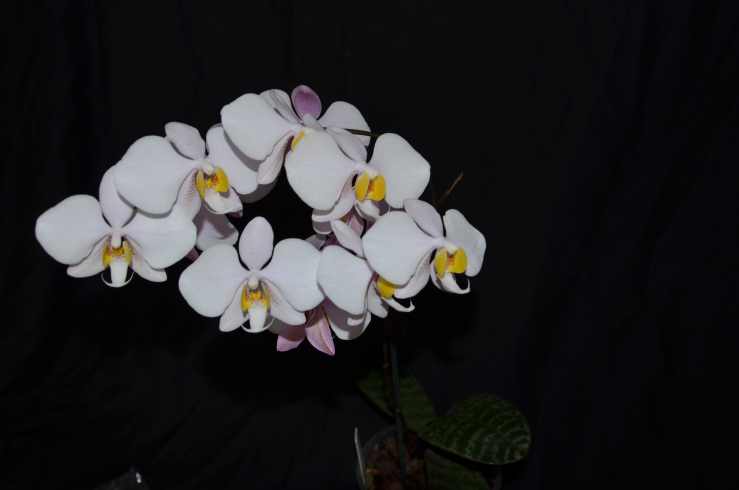 Phalaenopsis philippinensis (mise à jour 2016) 15022612595215993613011684