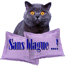 Sans blague - Chat gris fonc&eacute; Sm &sect;&sect;