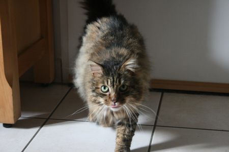 Titoun (Shaun / Gaston) , chat tigré à poil long, né vers 2011 150304053629202013034929