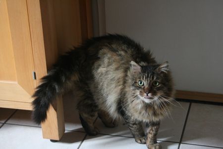Titoun (Shaun / Gaston) , chat tigré à poil long, né vers 2011 150304053630202013034931
