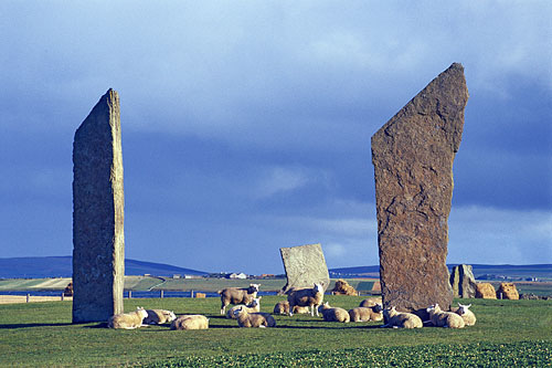 stenness-stones-sheep