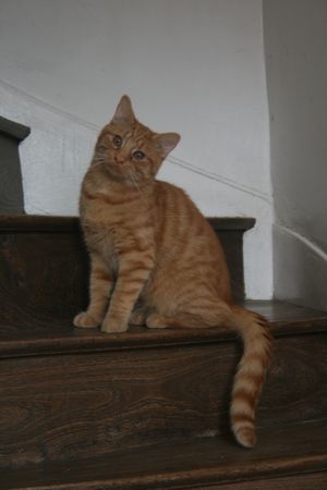 Pandolfe, chat roux, né en avril 2013. 150308104526202013048515