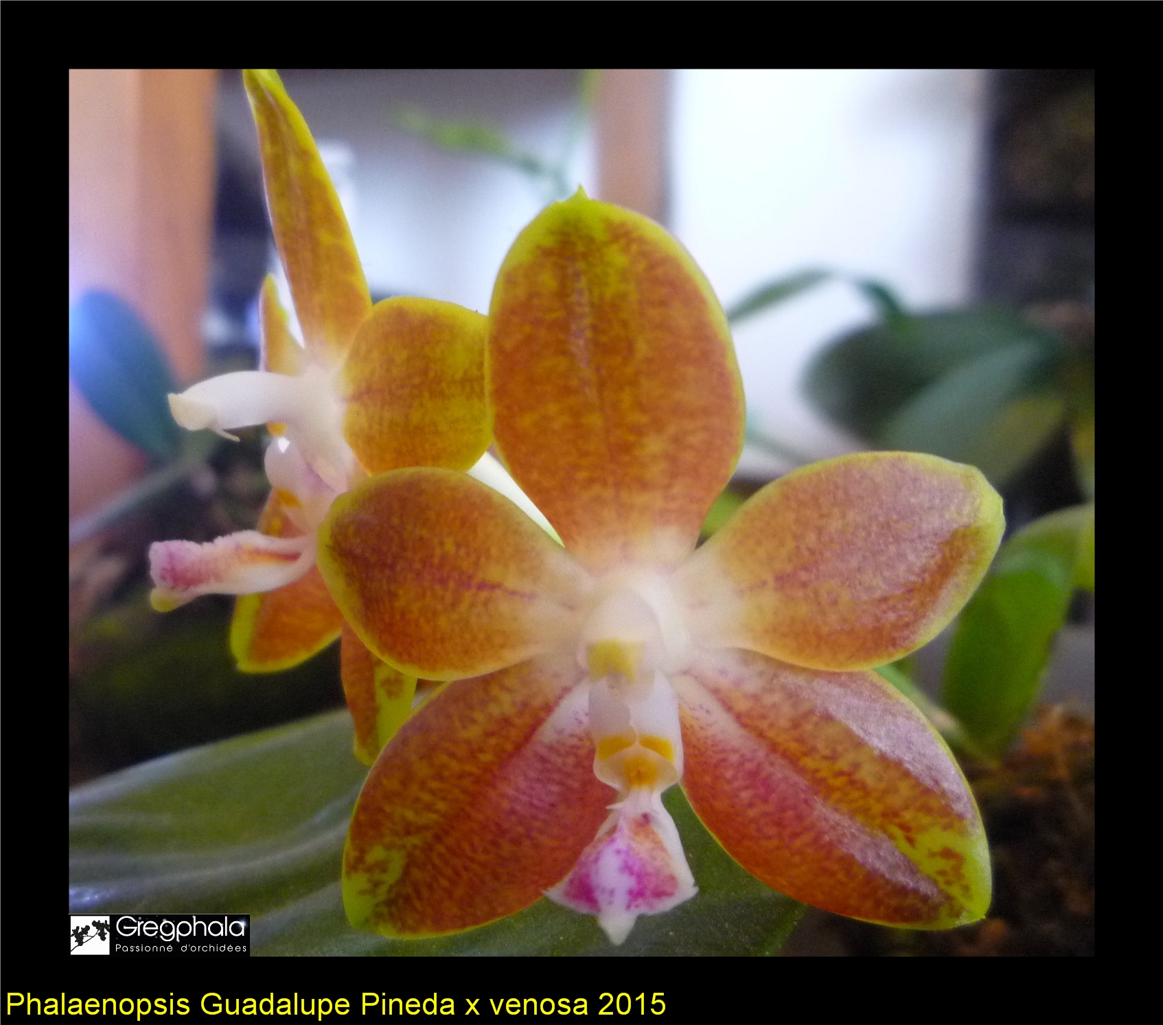 Phalaenopsis Guadalupe Pineda (bellina x amboinensis) x venosa 15031405355517991313068980