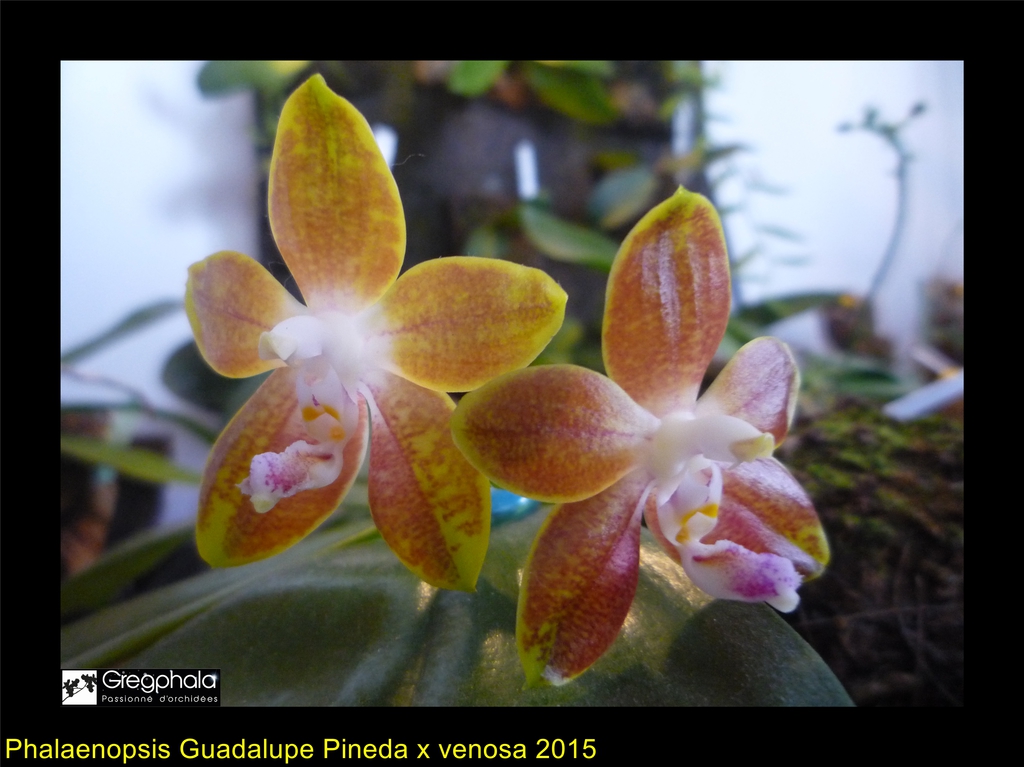 Phalaenopsis Guadalupe Pineda (bellina x amboinensis) x venosa 15031405370317991313069000