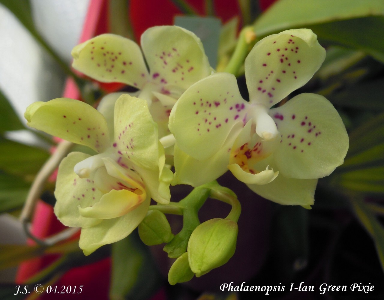 Phalaenopsis I-lan Green Pixie 15040508193411420013143759